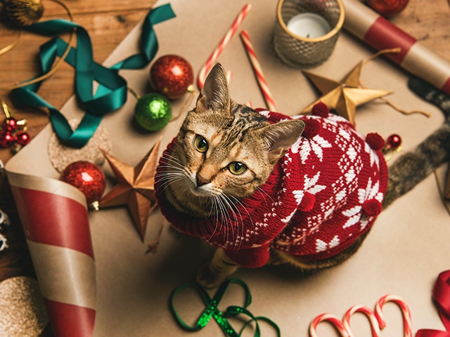 Cat wearing a holiday sweater; learn about holiday pet safety.