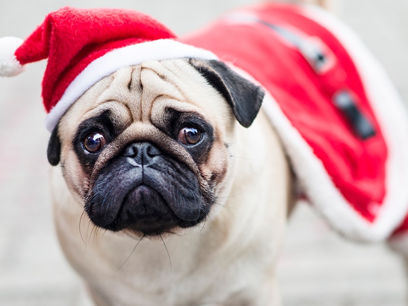 Pug wearing a Santa hat; learn about holiday pet safety.