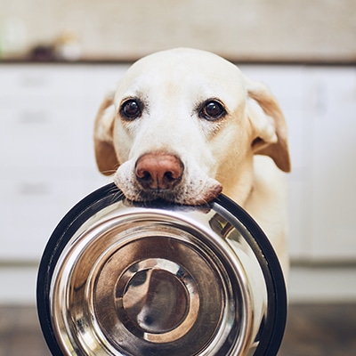 golden retriever dog holding empty dog bowl in his mouth